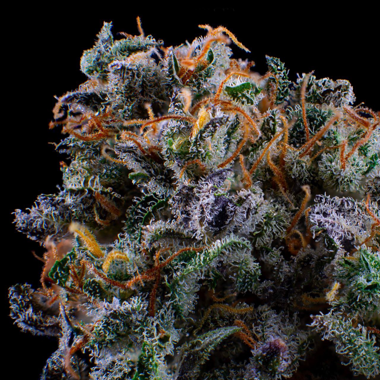 Black Opium Fast