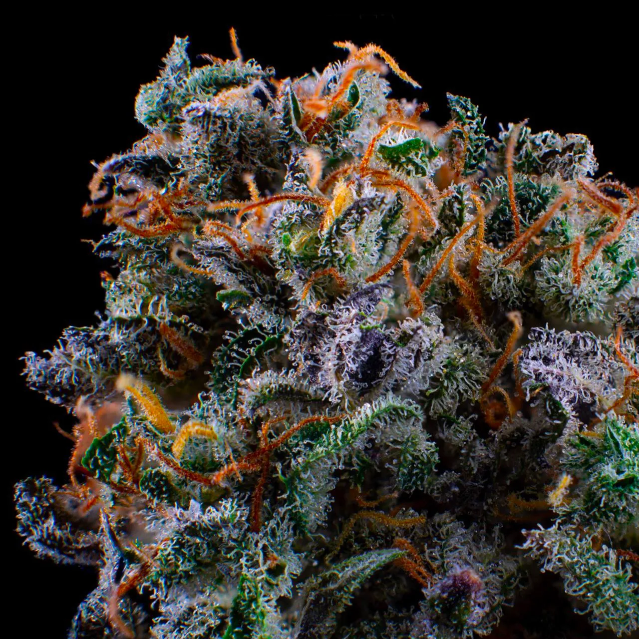 Black Opium Fast