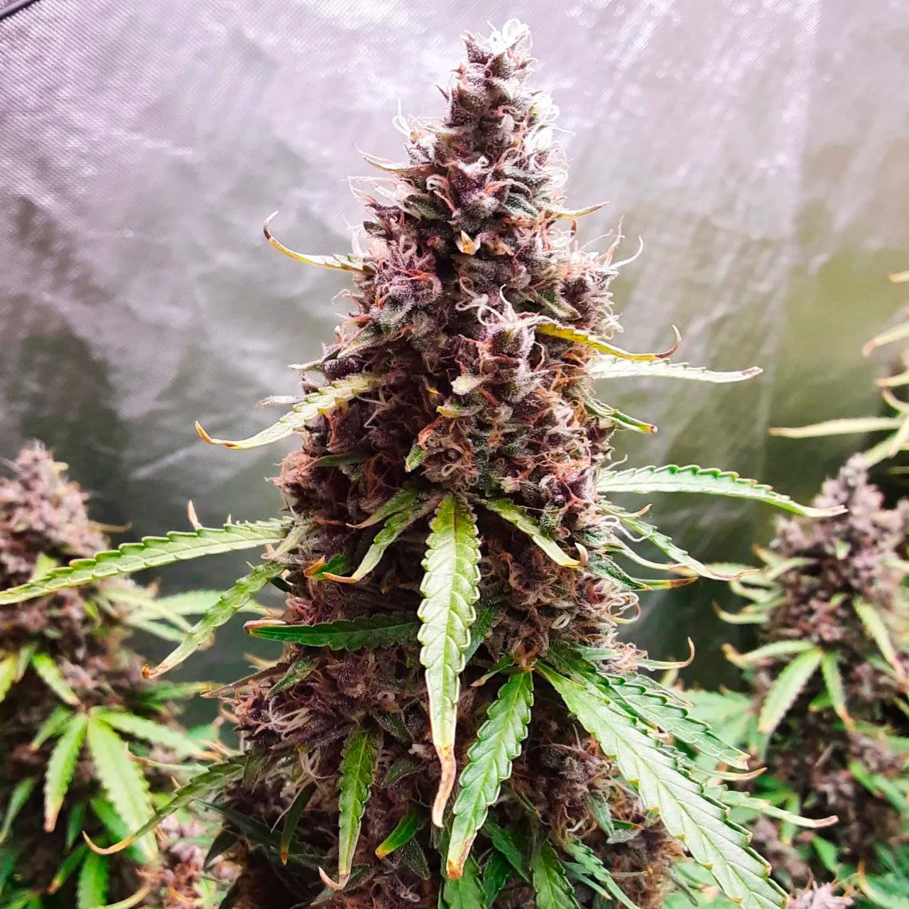 Black Opium Fast 2