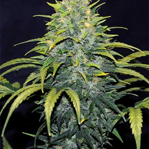 Auto Bruce Banner