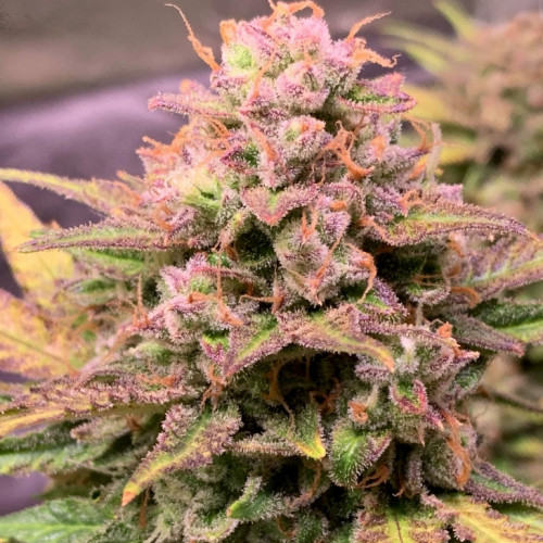 AUTO LEMON ZKITTLEZ