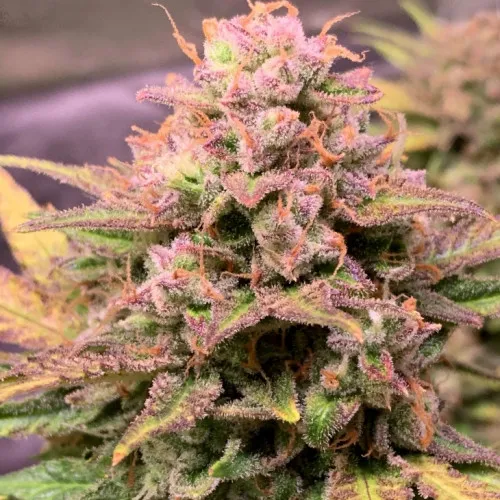 AUTO LEMON ZKITTLEZ