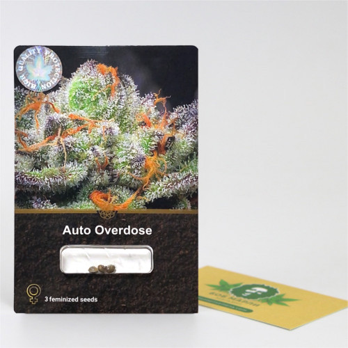 AUTO OVERDOSE