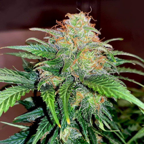 AUTO CARAMEL CREAM