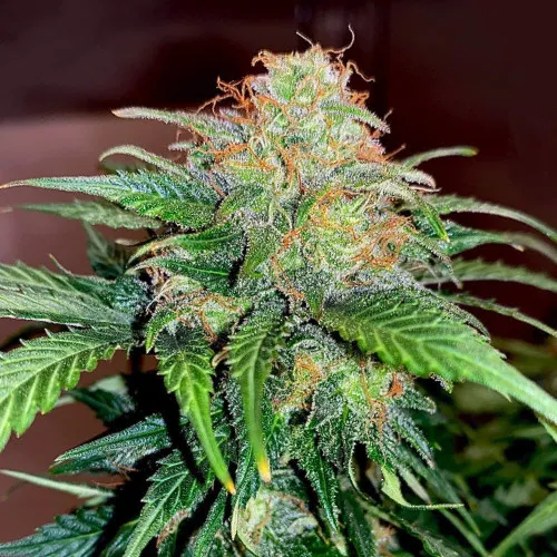 AUTO CARAMEL CREAM
