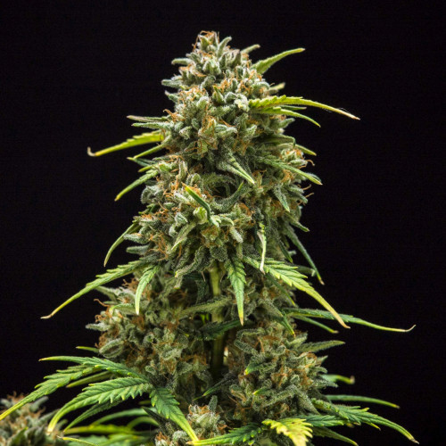 AUTO LEMON SKUNK