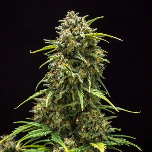 AUTO LEMON SKUNK
