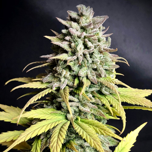 AUTO ZKITTLEZ OG