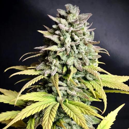 AUTO ZKITTLEZ OG