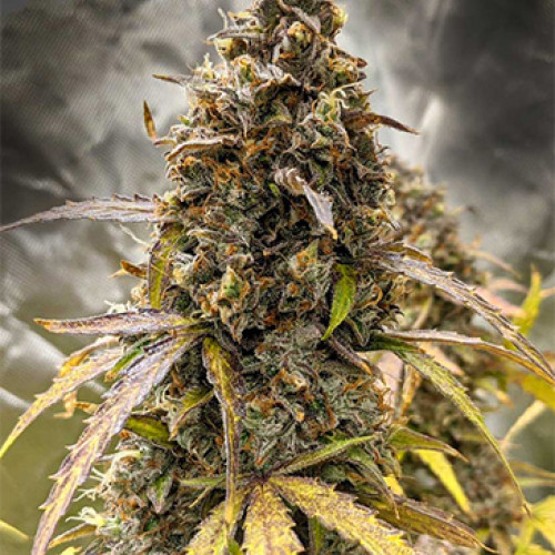 AUTO CHOCOLATE COOKIES