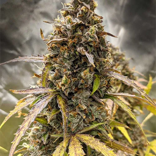 AUTO CHOCOLATE COOKIES