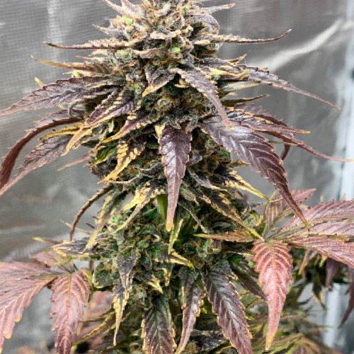 AUTO COLORADO COOKIES