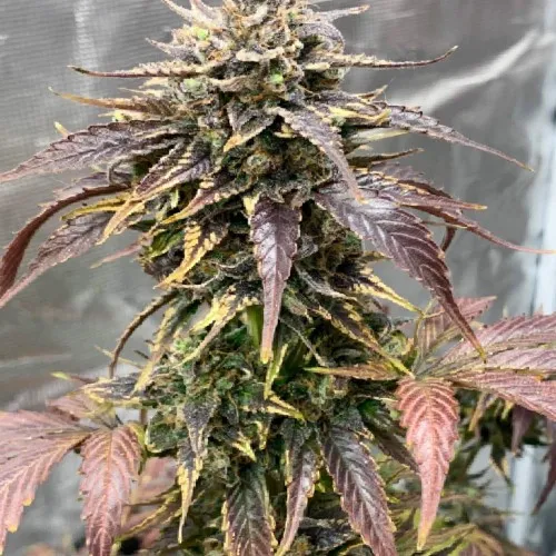 AUTO COLORADO COOKIES