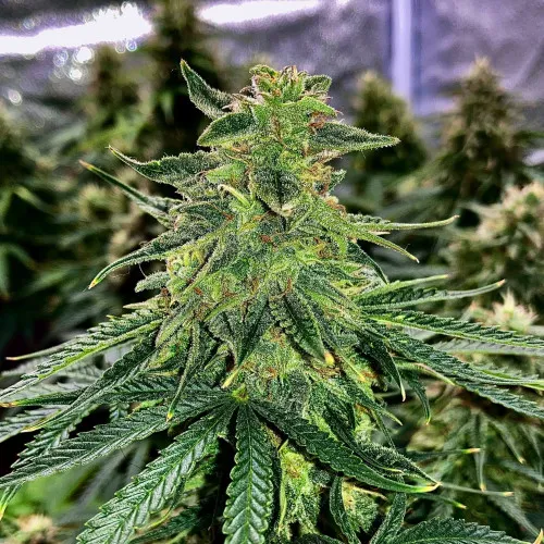 AUTO BLACK JACK 