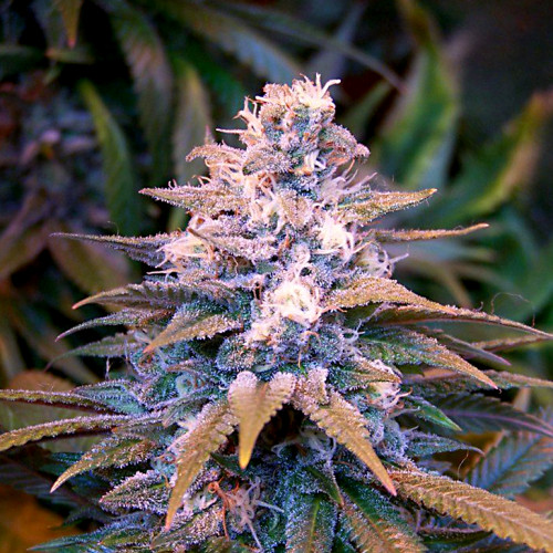AUTO BLUE DIESEL