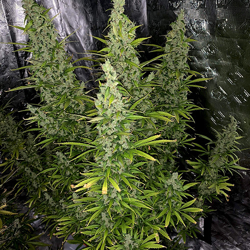 AUTO SUPER CRITICAL