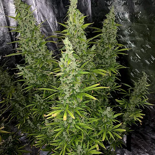 AUTO SUPER CRITICAL