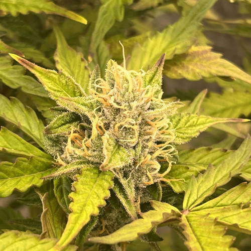 Green Crack