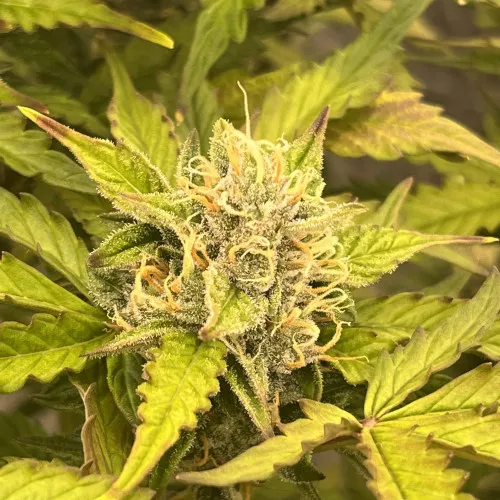 Green Crack