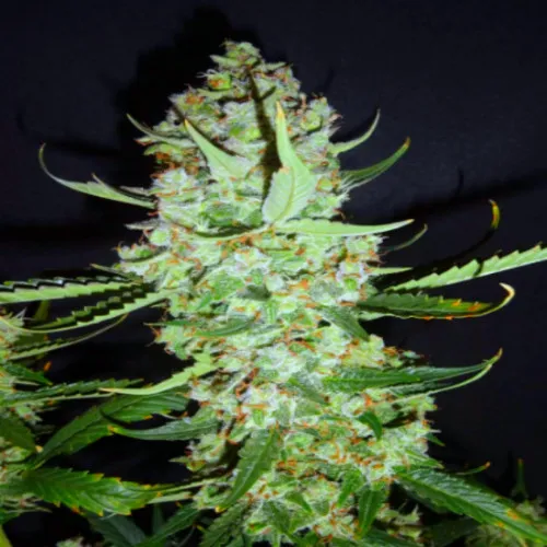Green Gelato