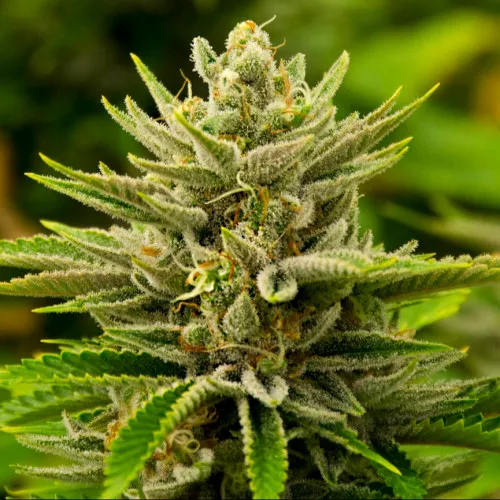 Tangie