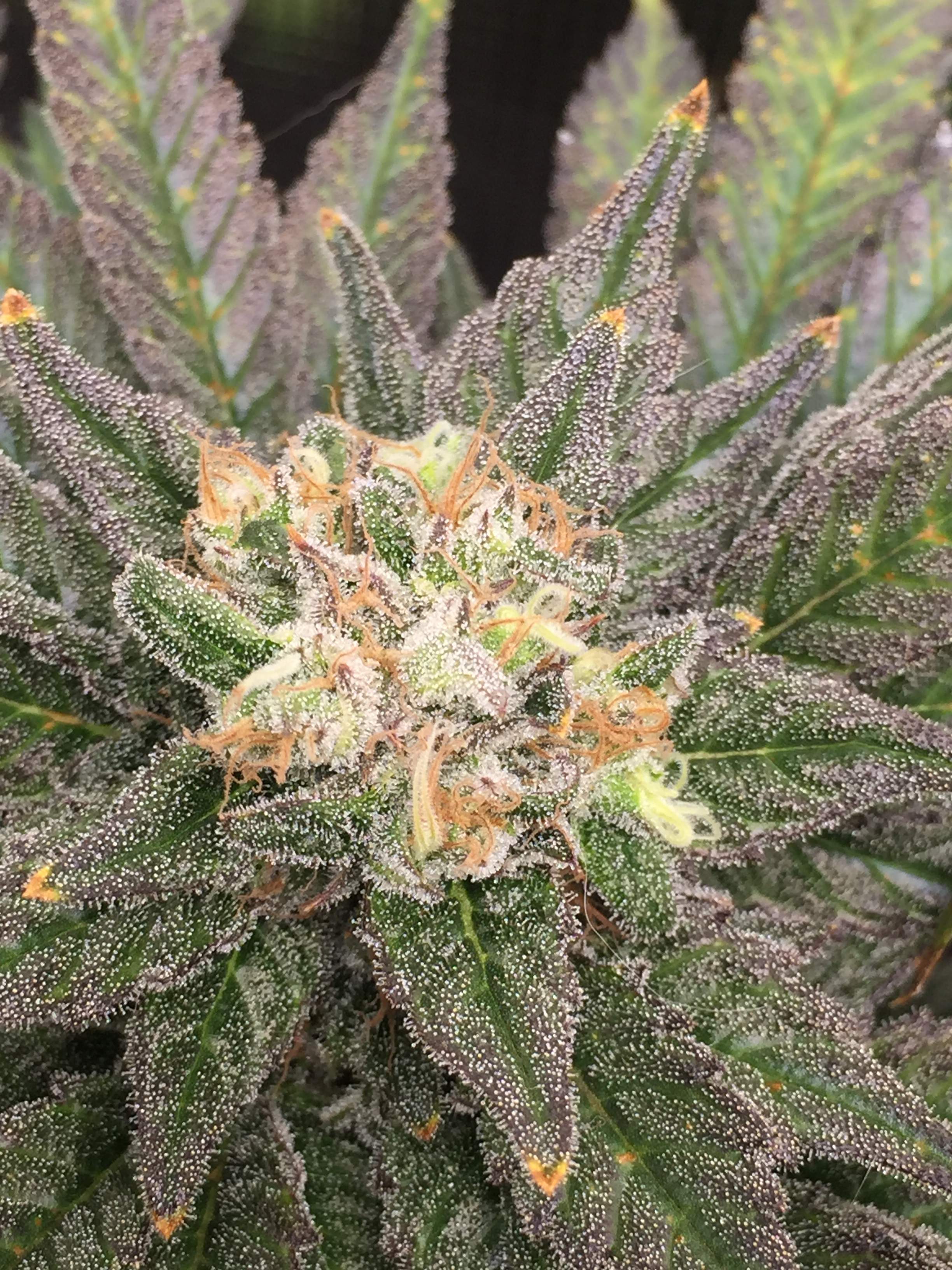 Auto Fractal