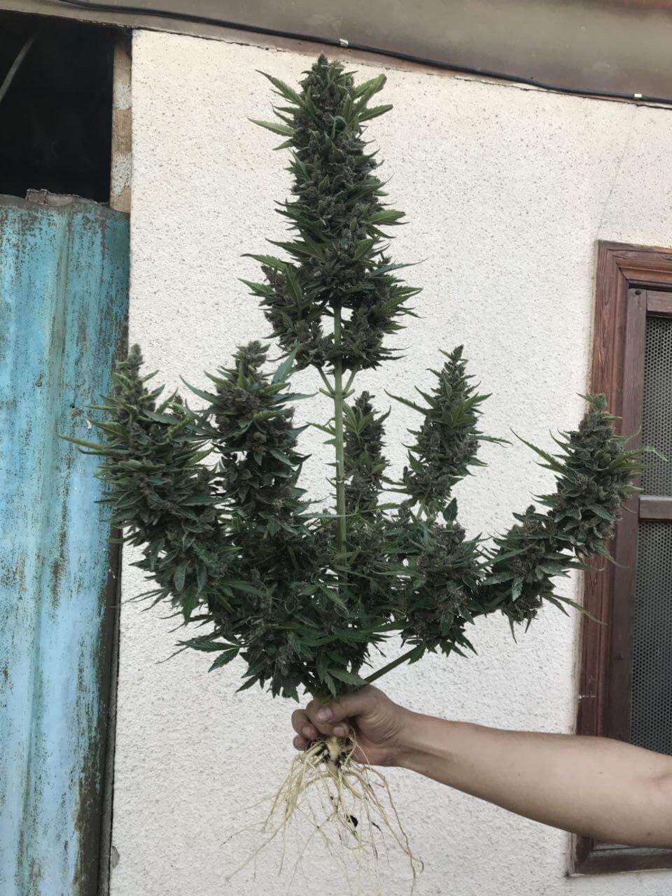 Auto Gagarin feminised