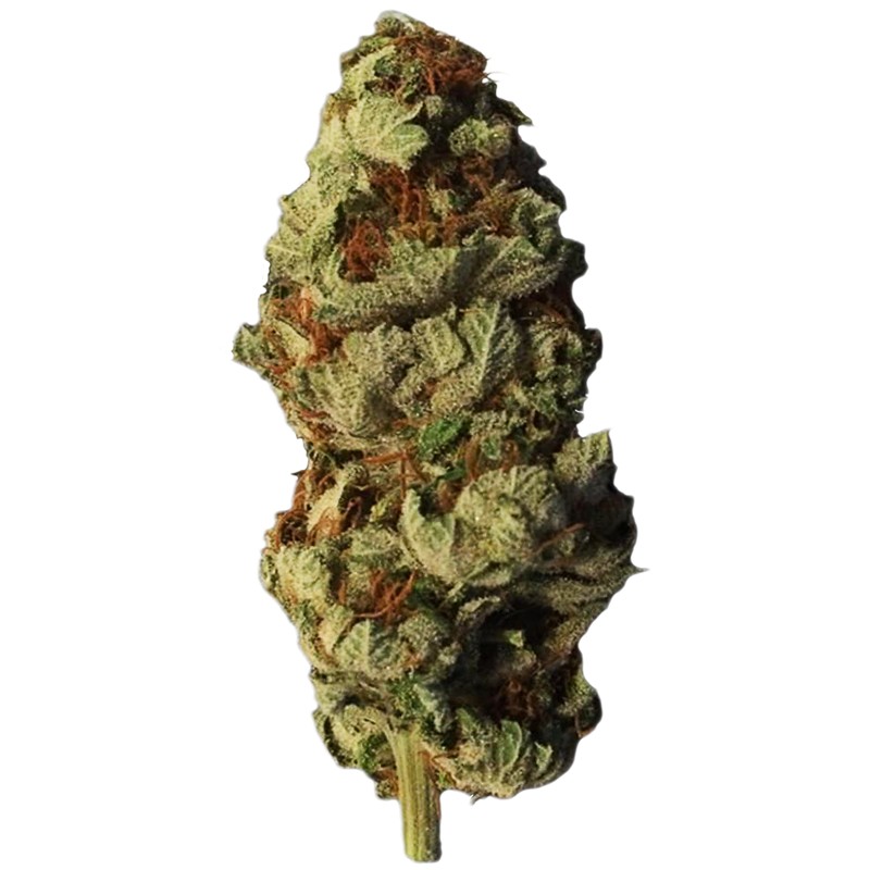 Auto Afghan Bullet