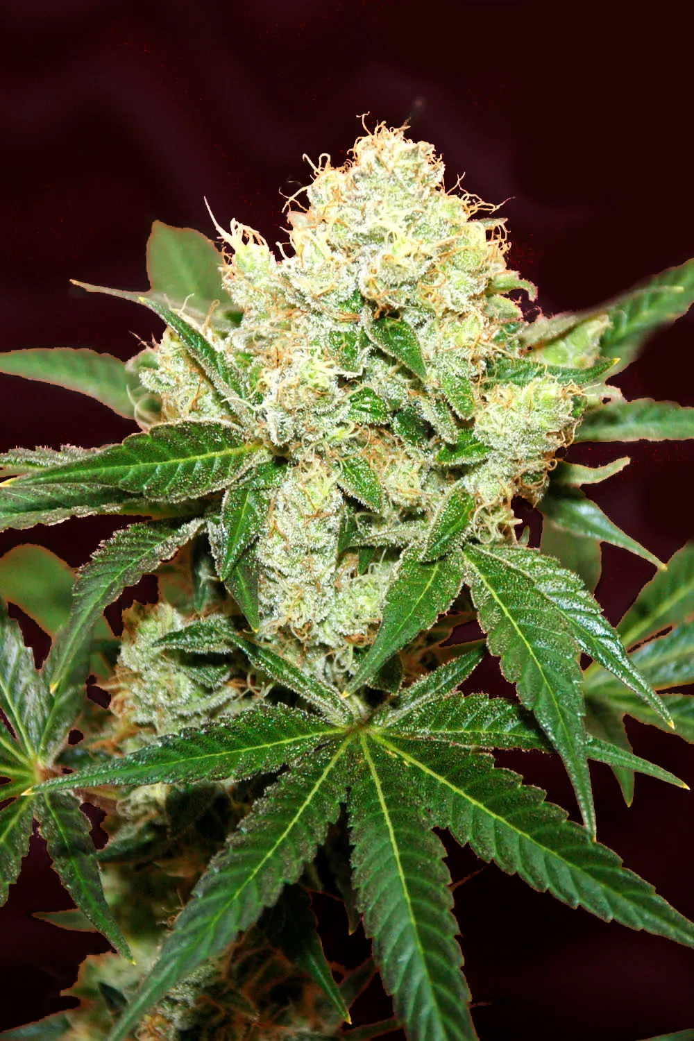 Auto Big Demon