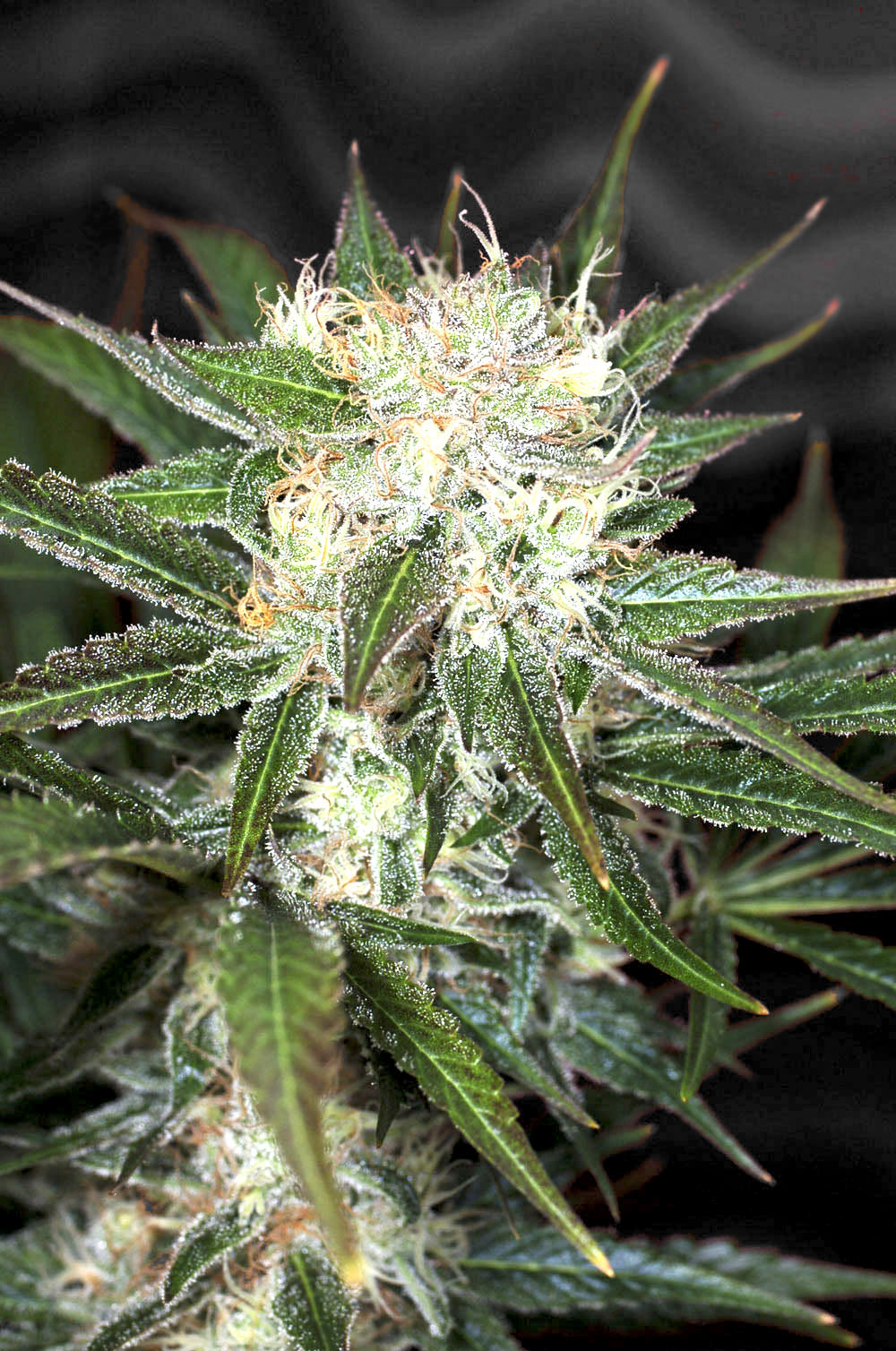 Auto Big Demon