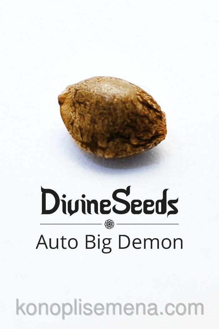 Auto Big Demon