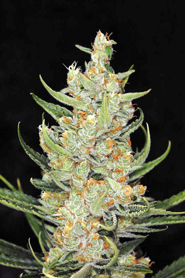 Divine Indica