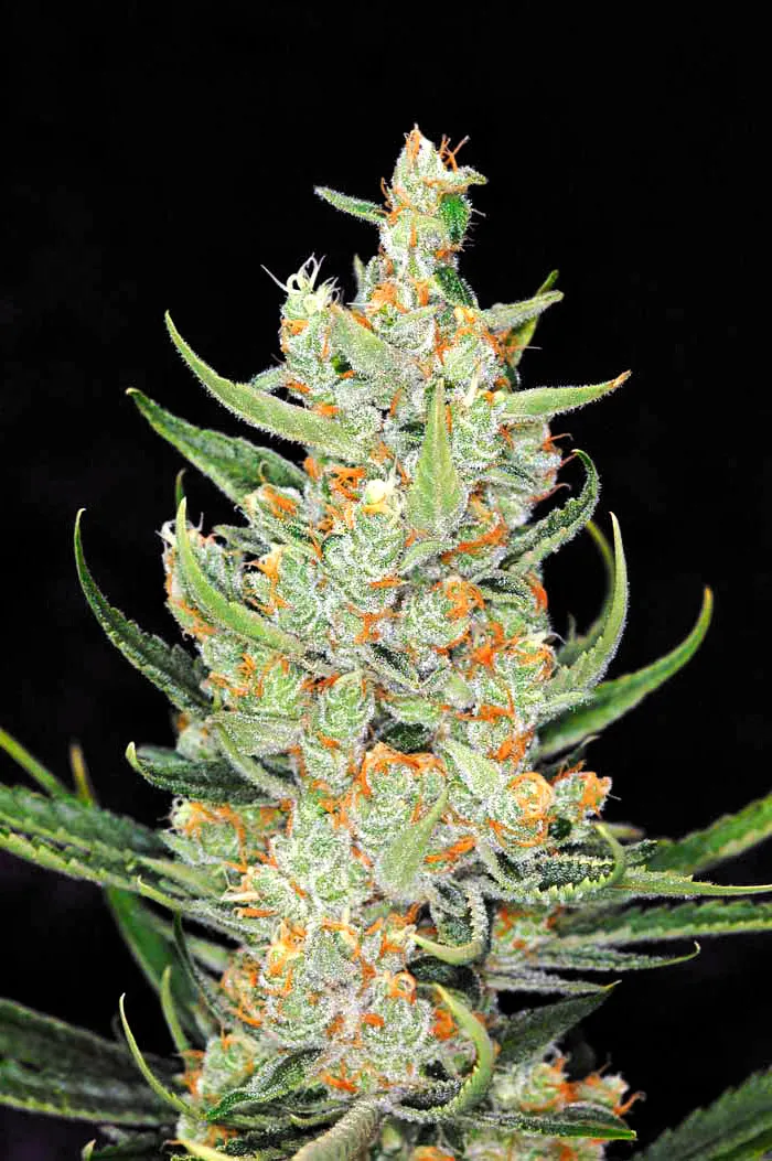 Divine Indica