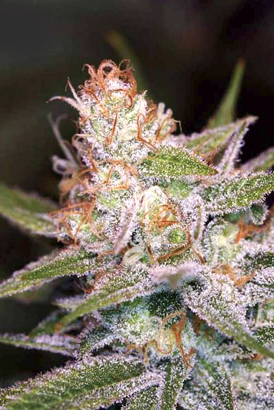 Divine Indica