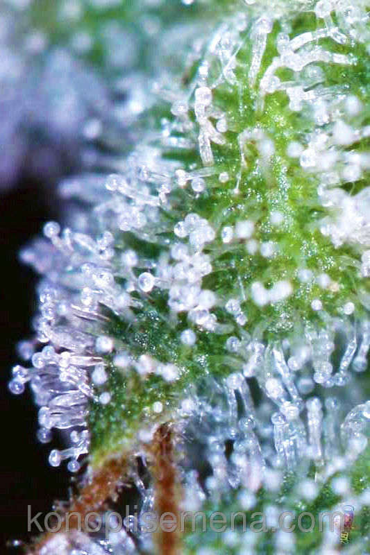 Divine Indica