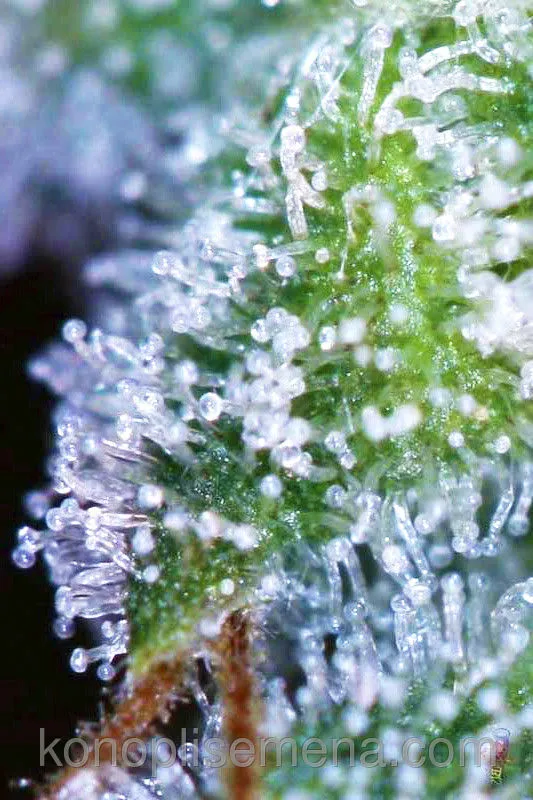 Divine Indica 3