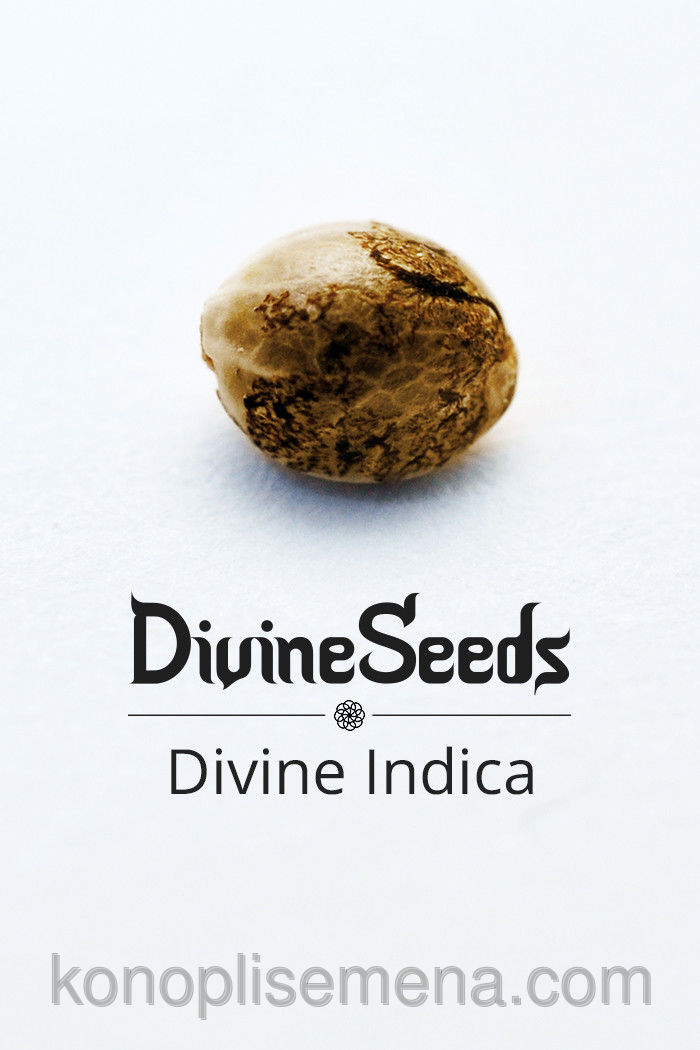 Divine Indica