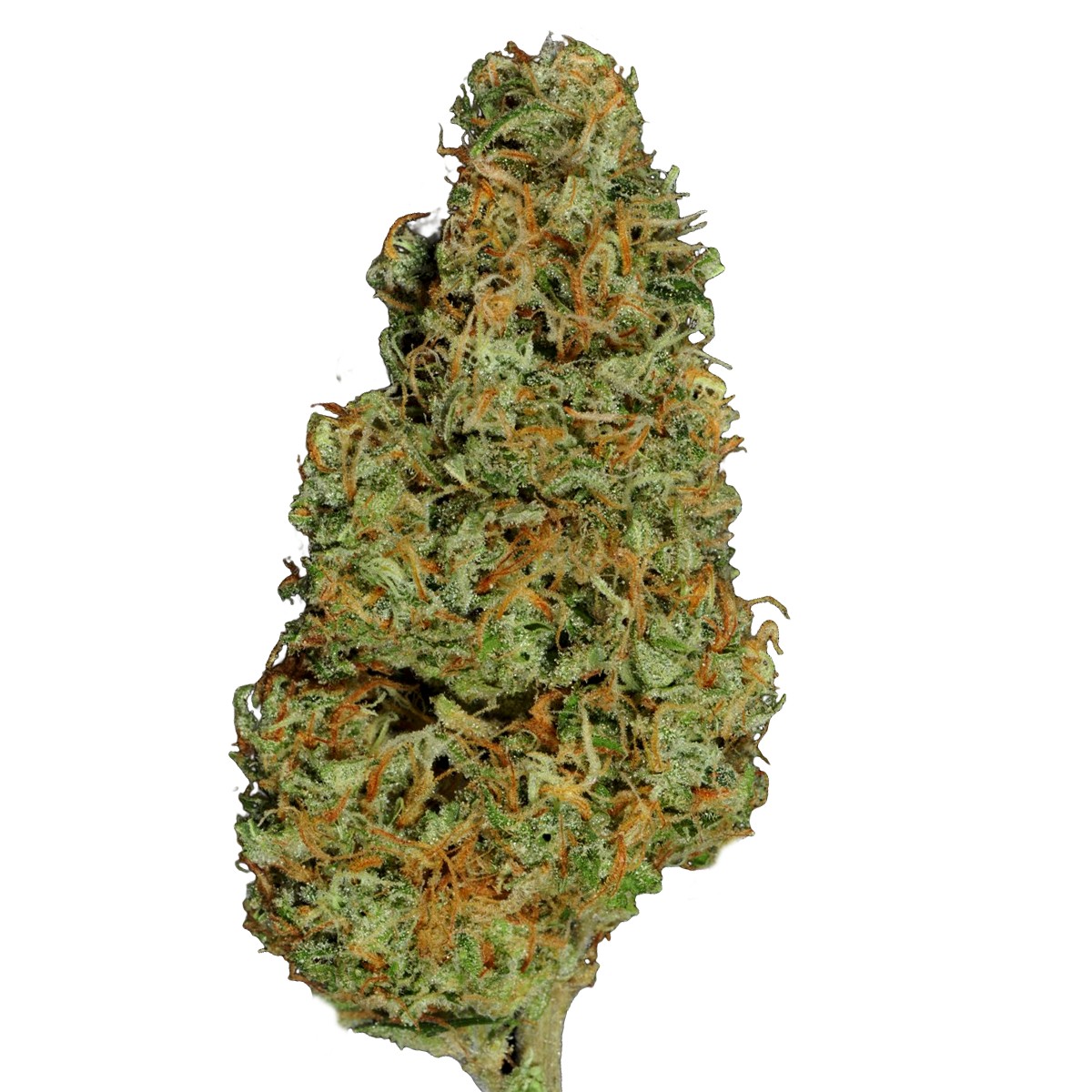 Opium
