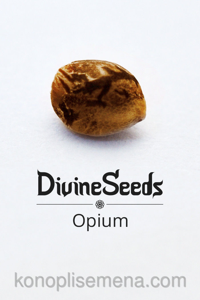 Opium