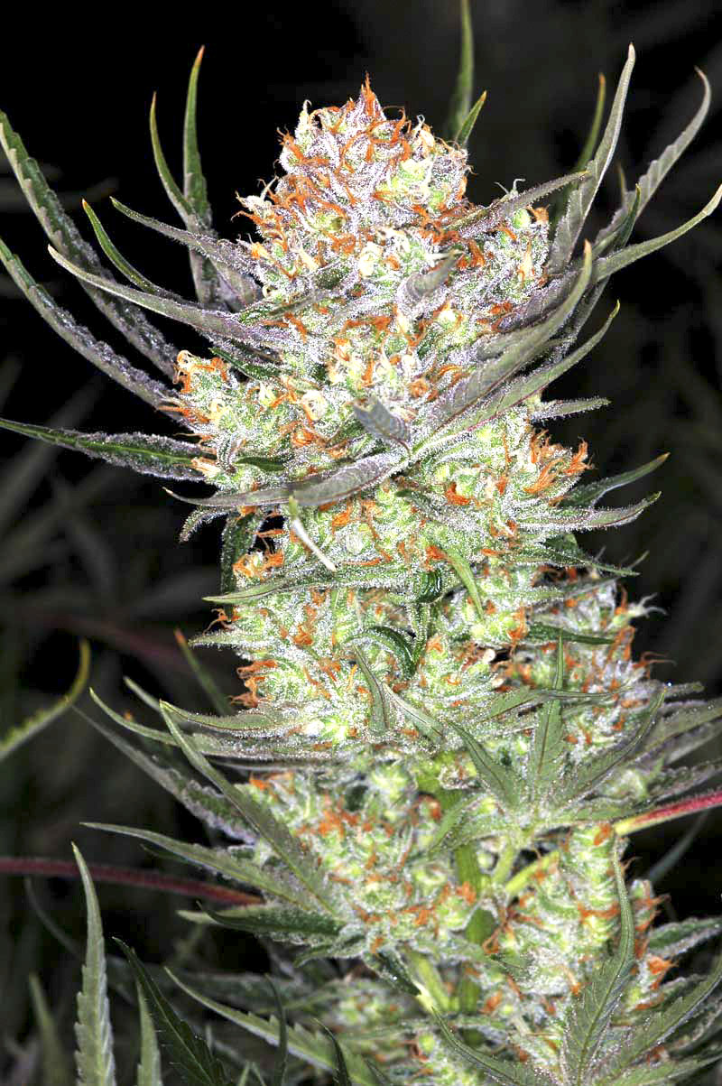 Auto AK-47 XL