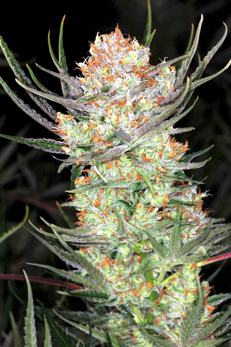 Auto AK-47 XL