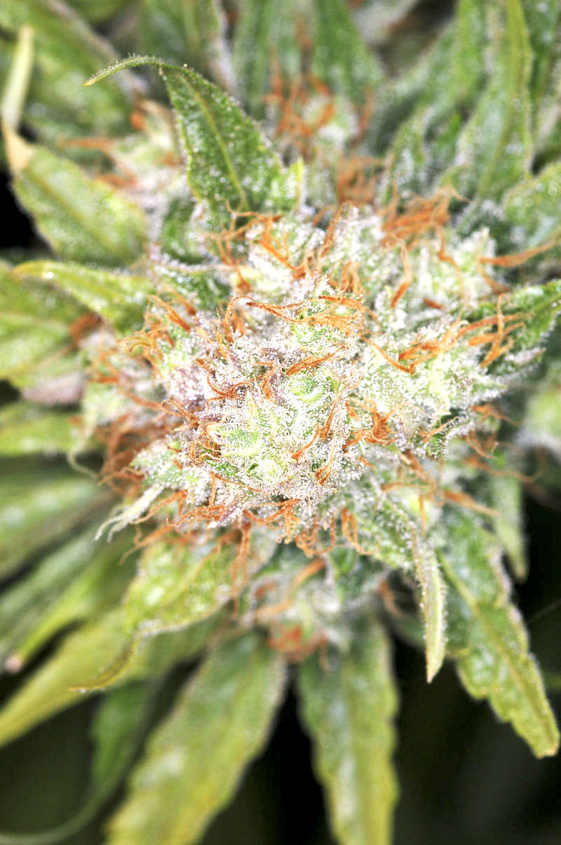 Auto AK-47 XL