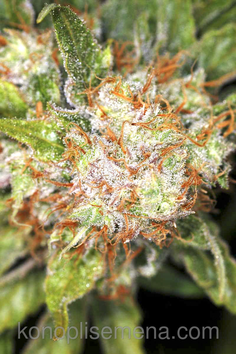 Auto AK-47 XL