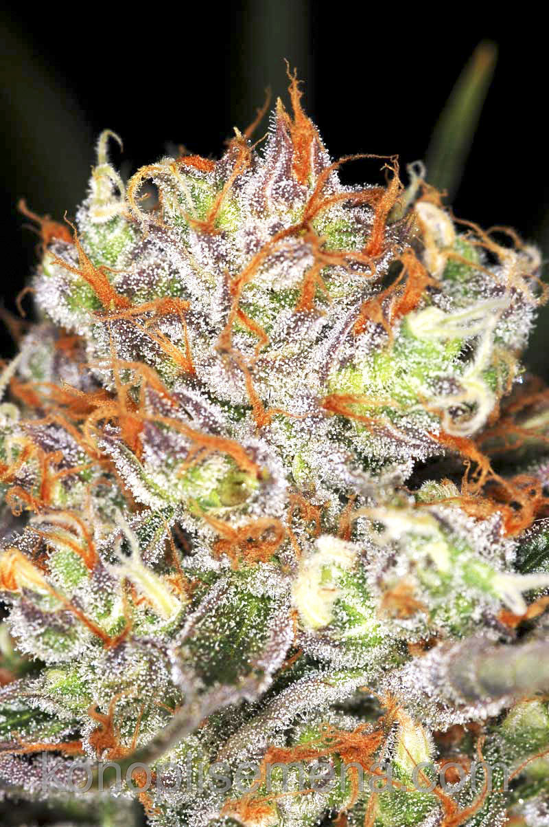 Auto AK-47 XL