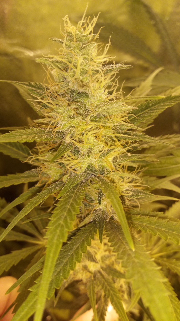 Auto AK-47 XL