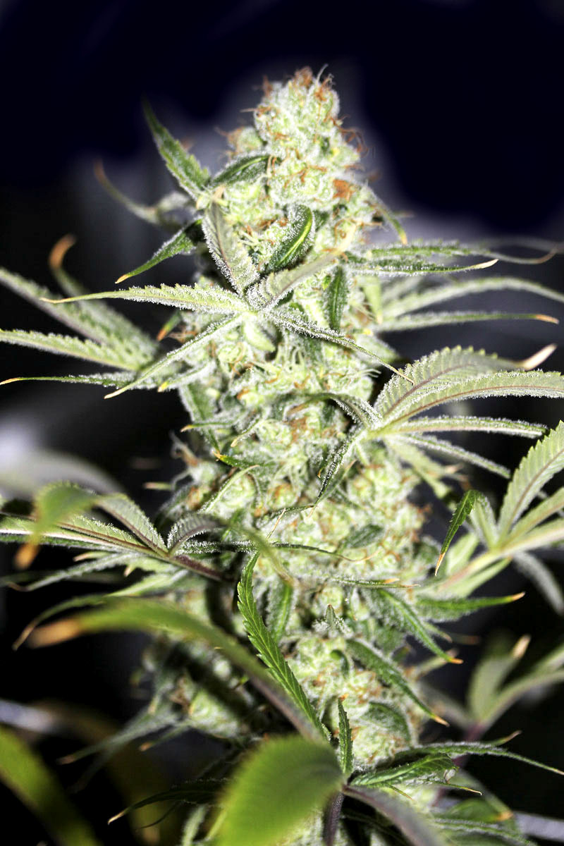 Auto Big Bang