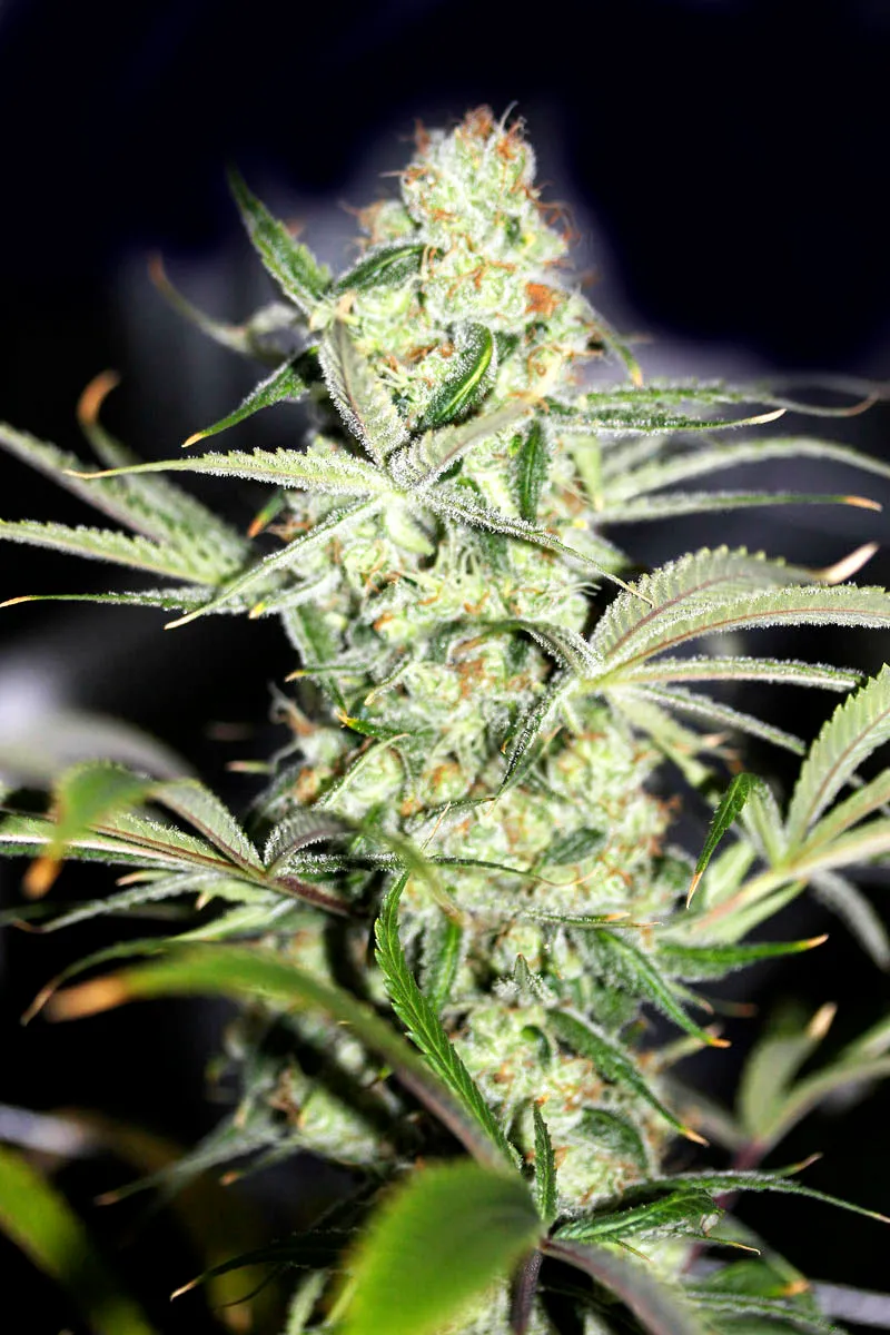 Auto Big Bang