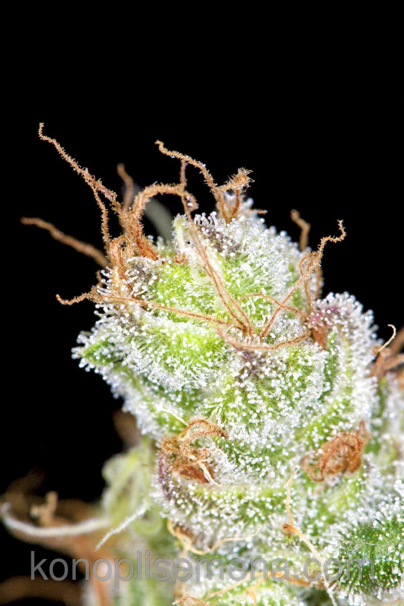 Auto Big Bang