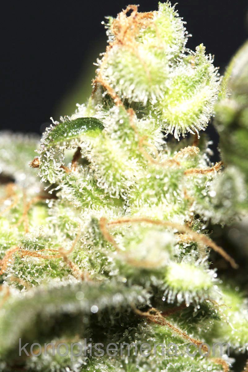 Auto Big Bang
