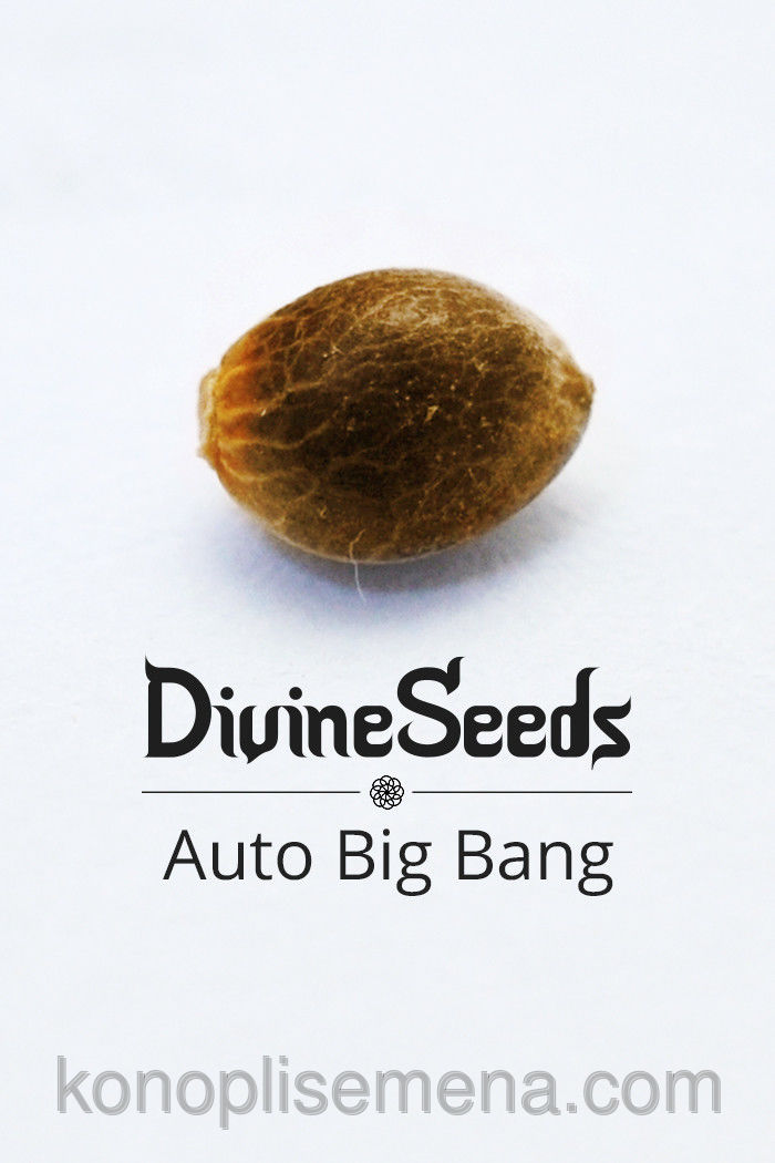 Auto Big Bang